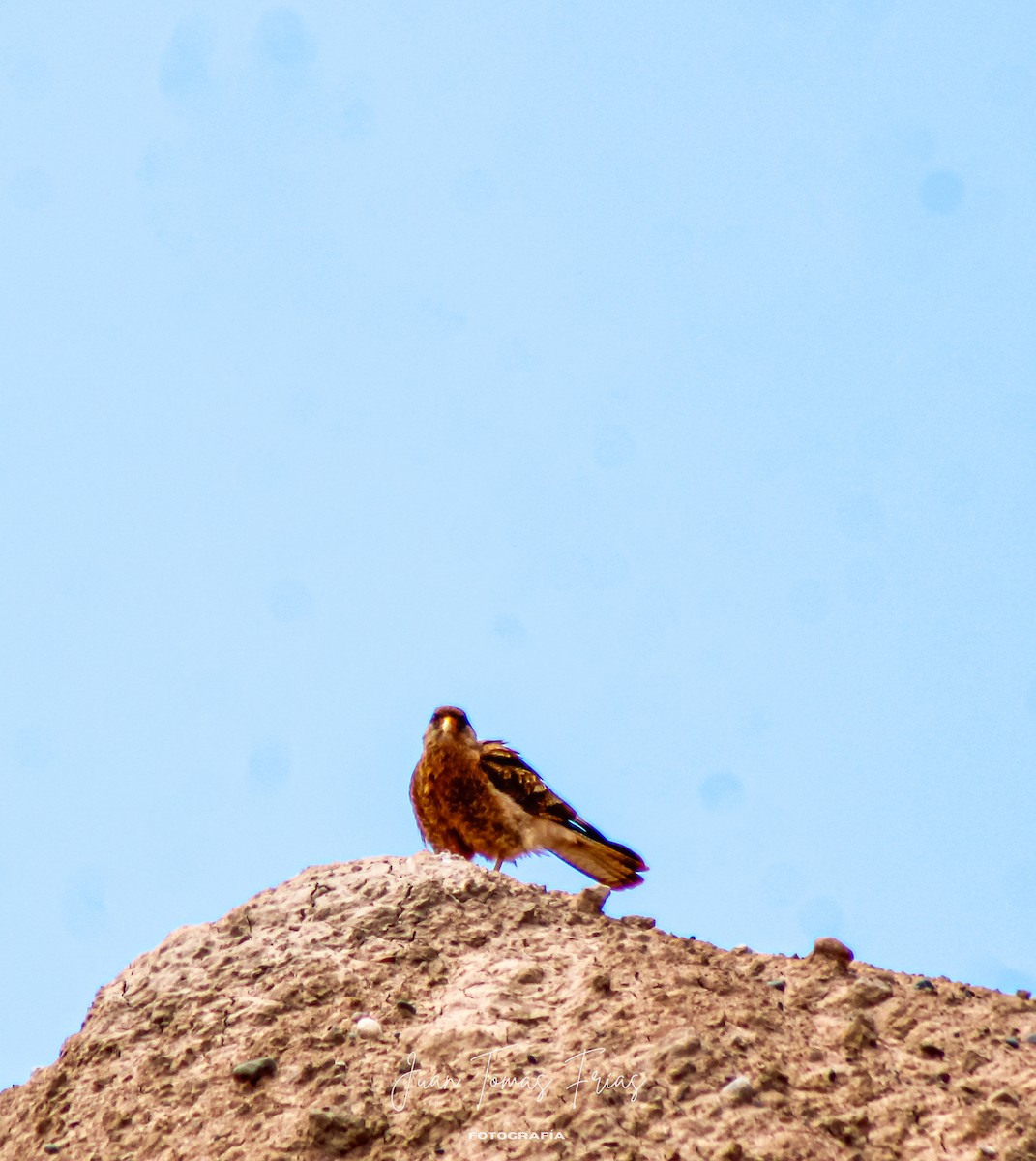 Chimango Caracara - ML644890356