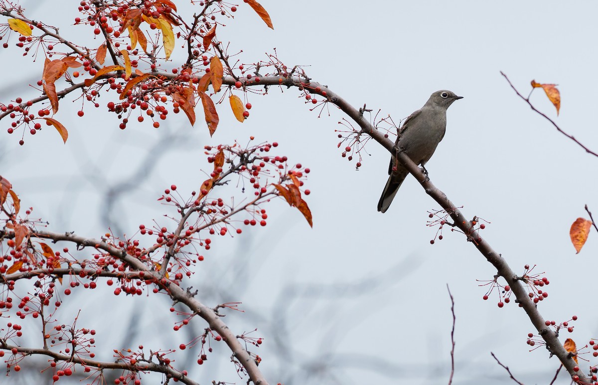 Townsend's Solitaire - ML644890361