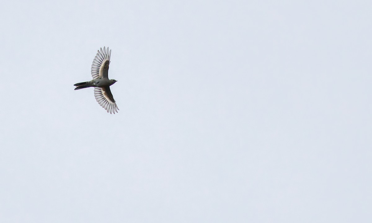 Townsend's Solitaire - ML644890363
