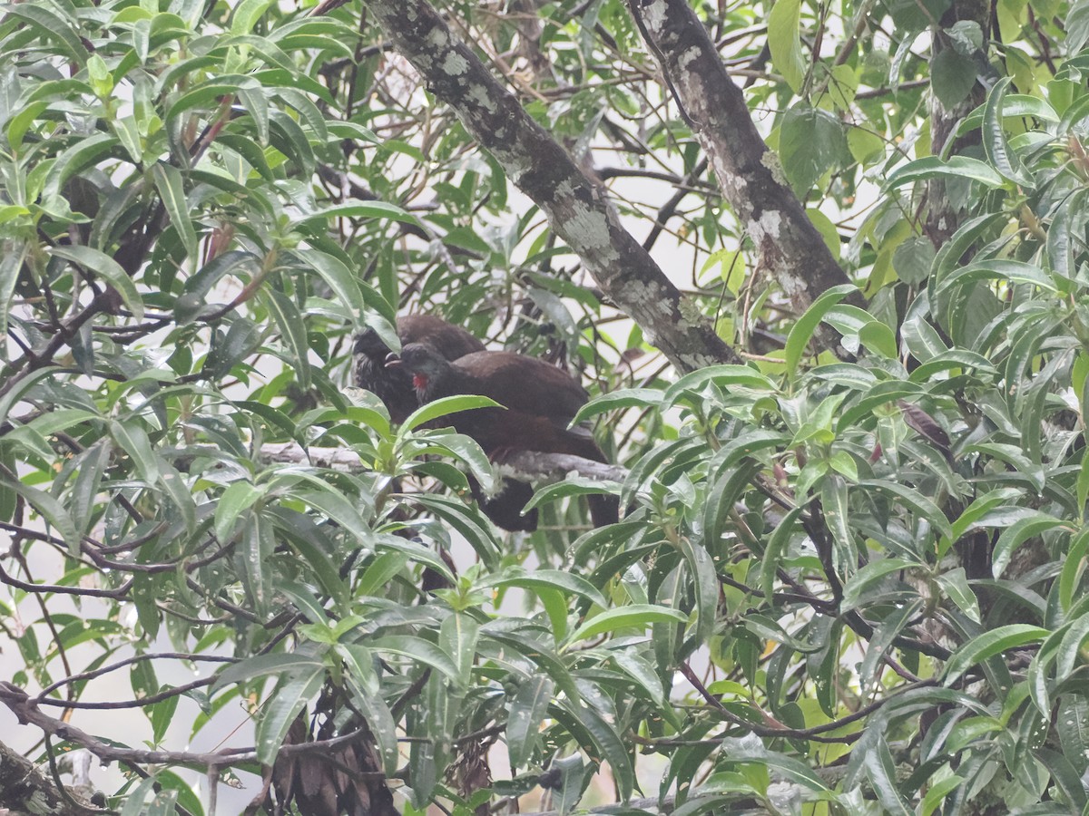 Пенелопа андська - ML644890364