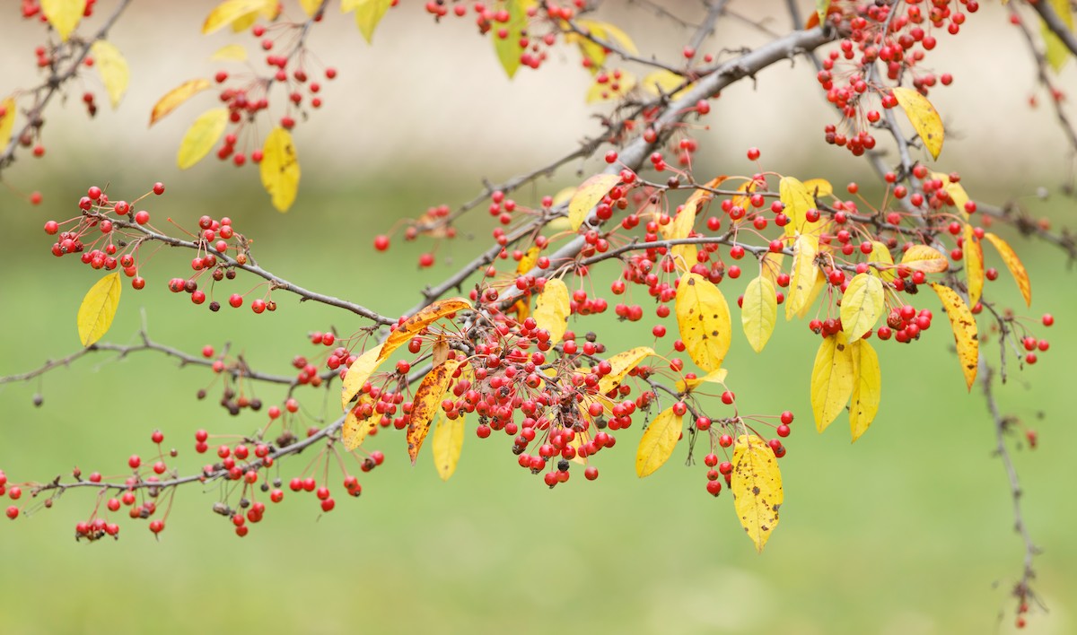 Townsend's Solitaire - ML644890371