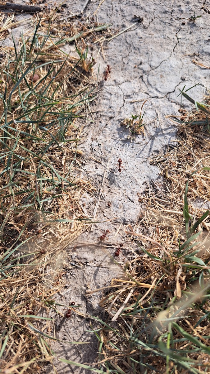 Fire Ants - ML644890372