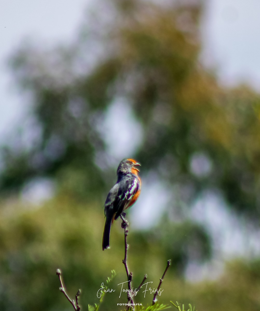 White-tipped Plantcutter - ML644890375