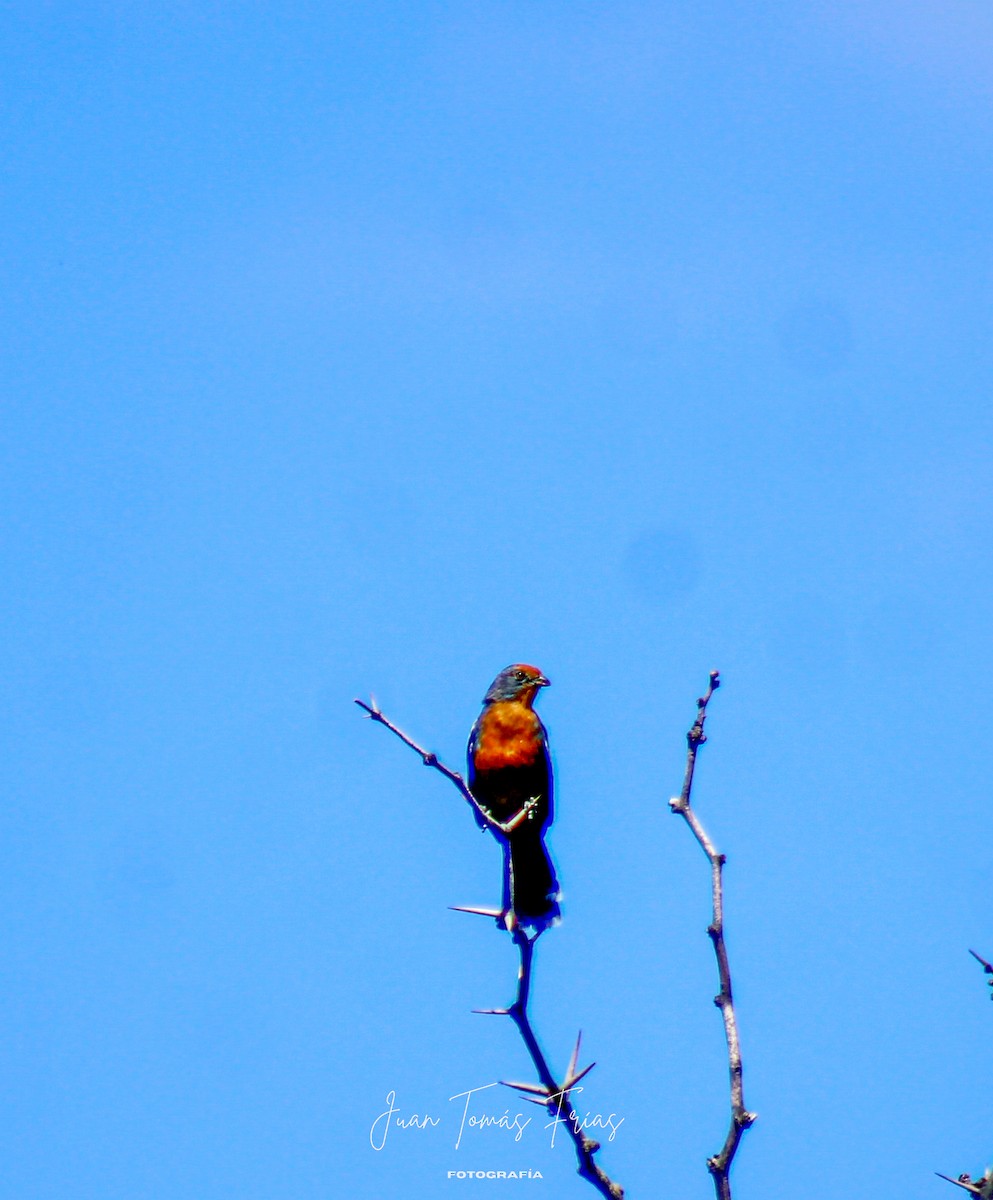 White-tipped Plantcutter - ML644890377