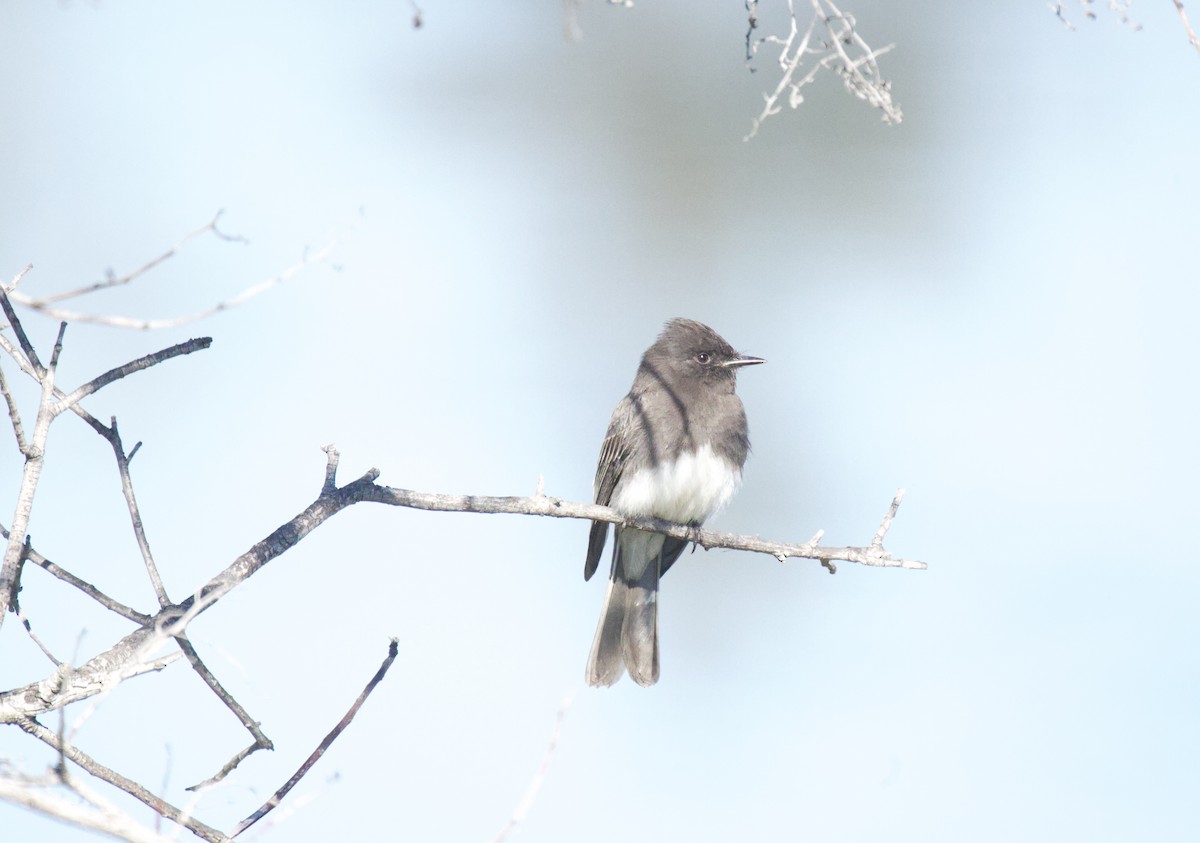 Black Phoebe - ML644890383