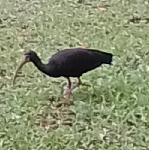 Bare-faced Ibis - ML644890385