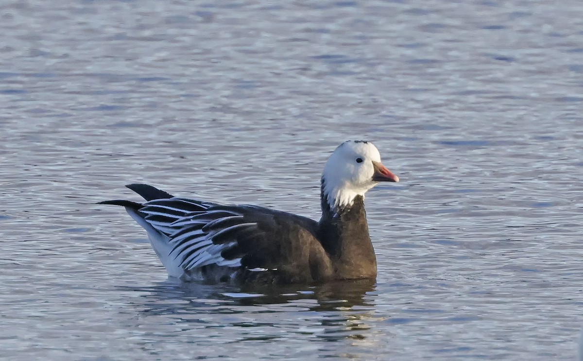 Snow x Ross's Goose (hybrid) - ML644890387