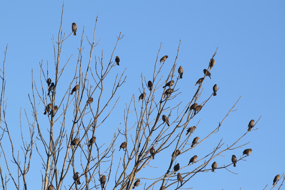 Красноплечий трупиал - ML644890403