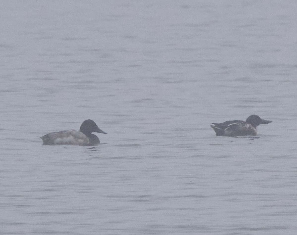 Canvasback - ML644890409