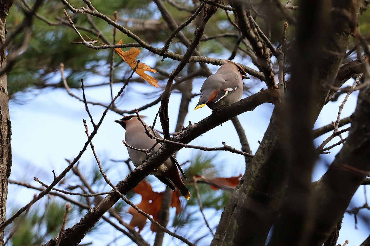 Bohemian Waxwing - ML644890410