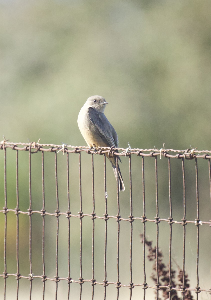 Say's Phoebe - ML644890415