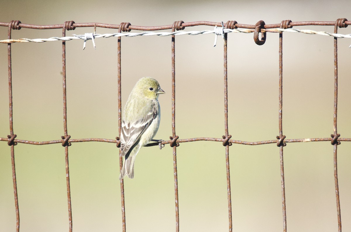 Lesser Goldfinch - ML644890430