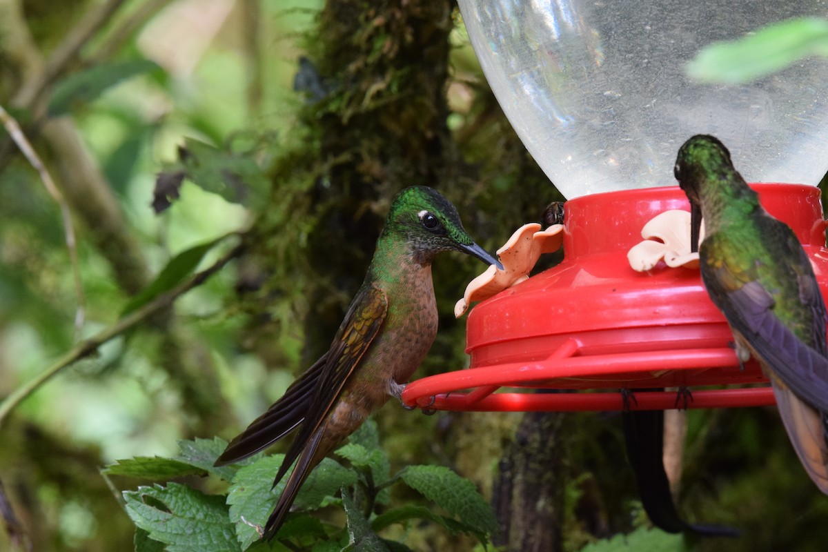 Fawn-breasted Brilliant - ML644890437
