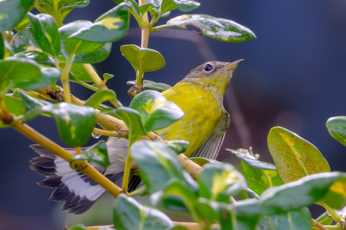 Magnolia Warbler - ML644890444