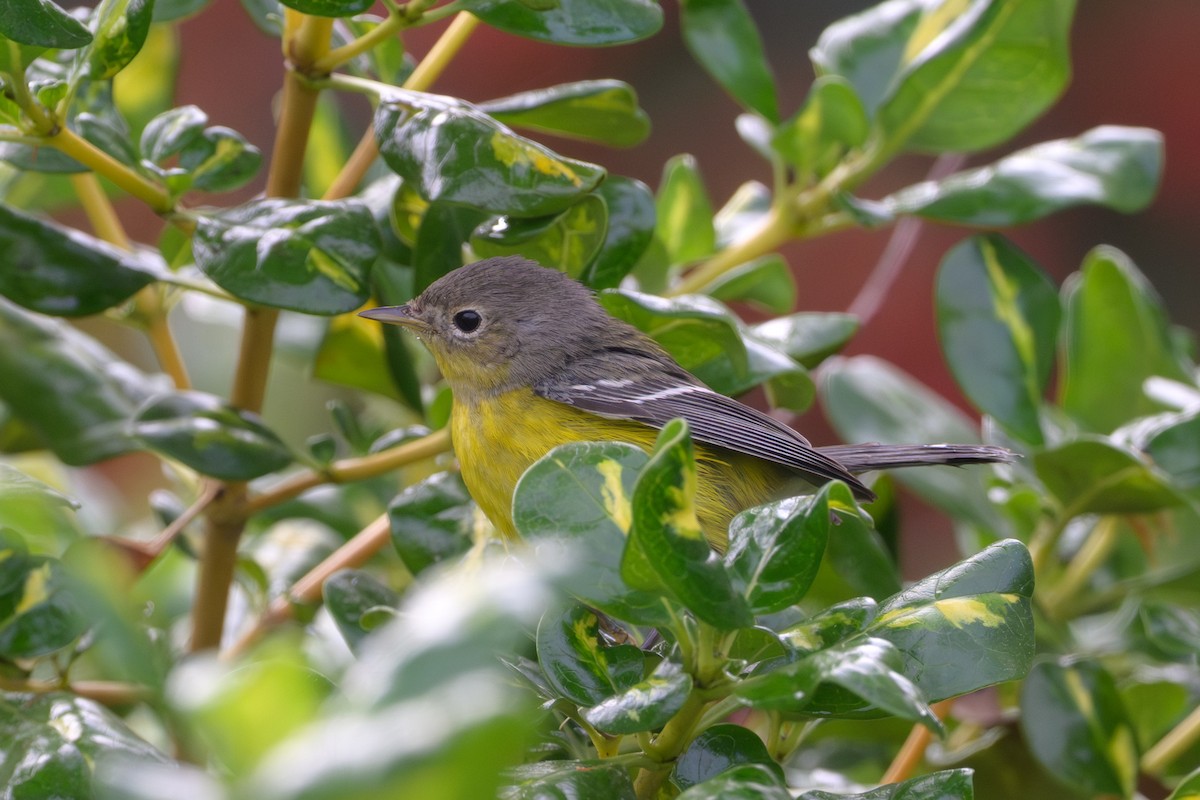 Magnolia Warbler - ML644890447