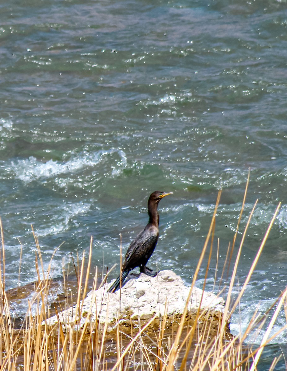 Neotropic Cormorant - ML644890456