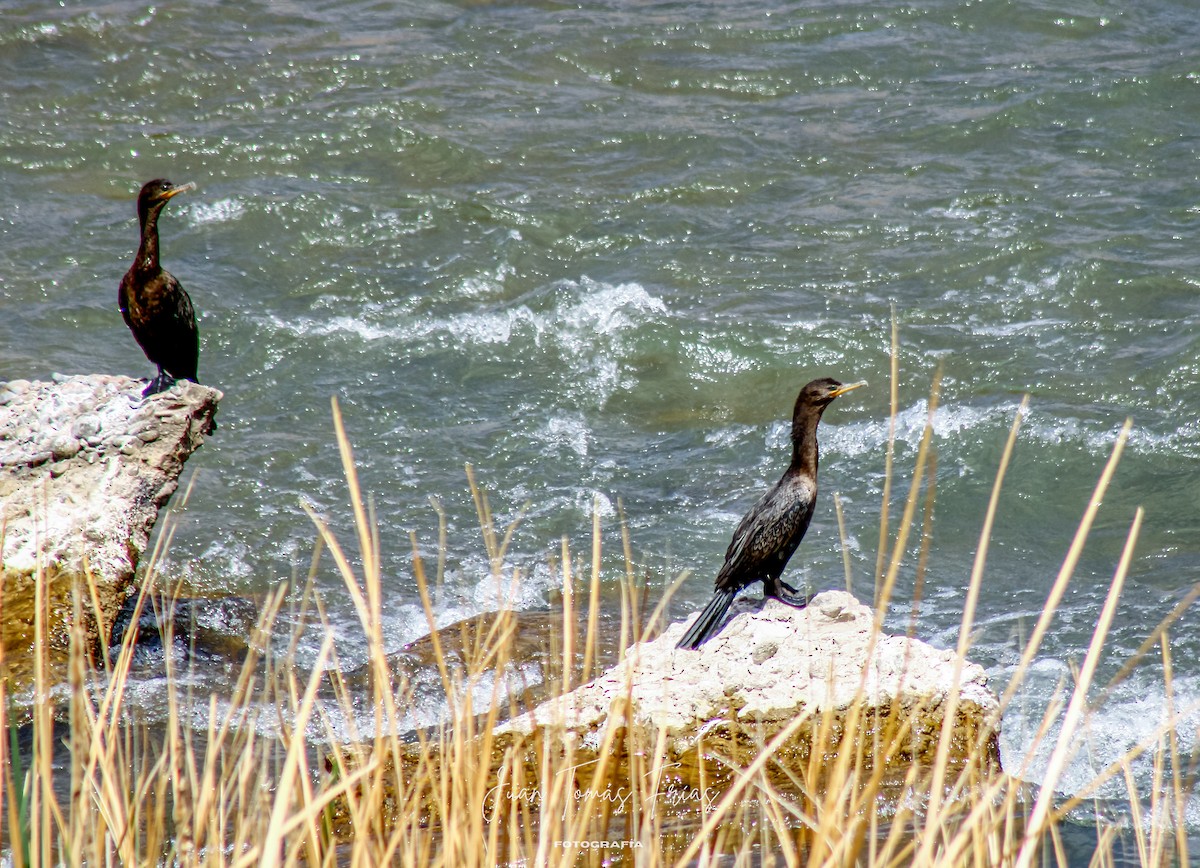 Neotropic Cormorant - ML644890457