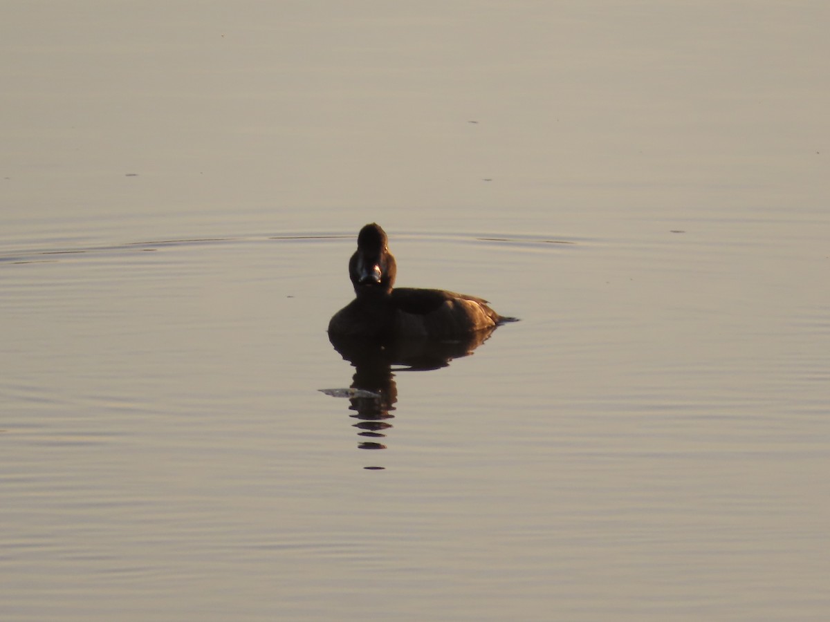 Ring-necked Duck - ML644890460