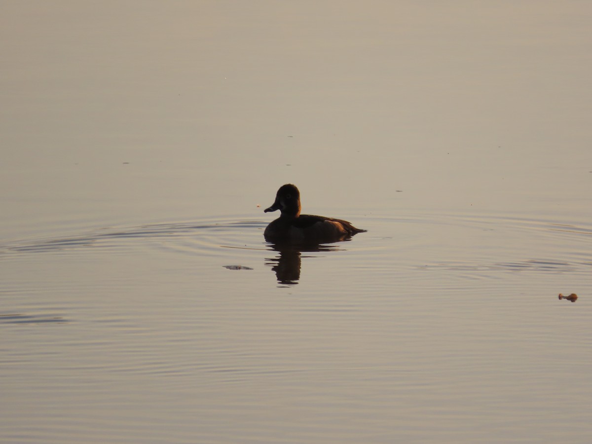 Ring-necked Duck - ML644890461