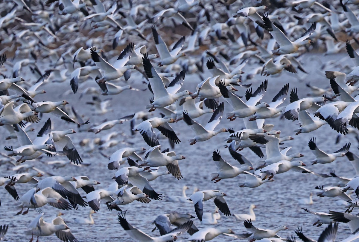 Snow Goose - ML644890469