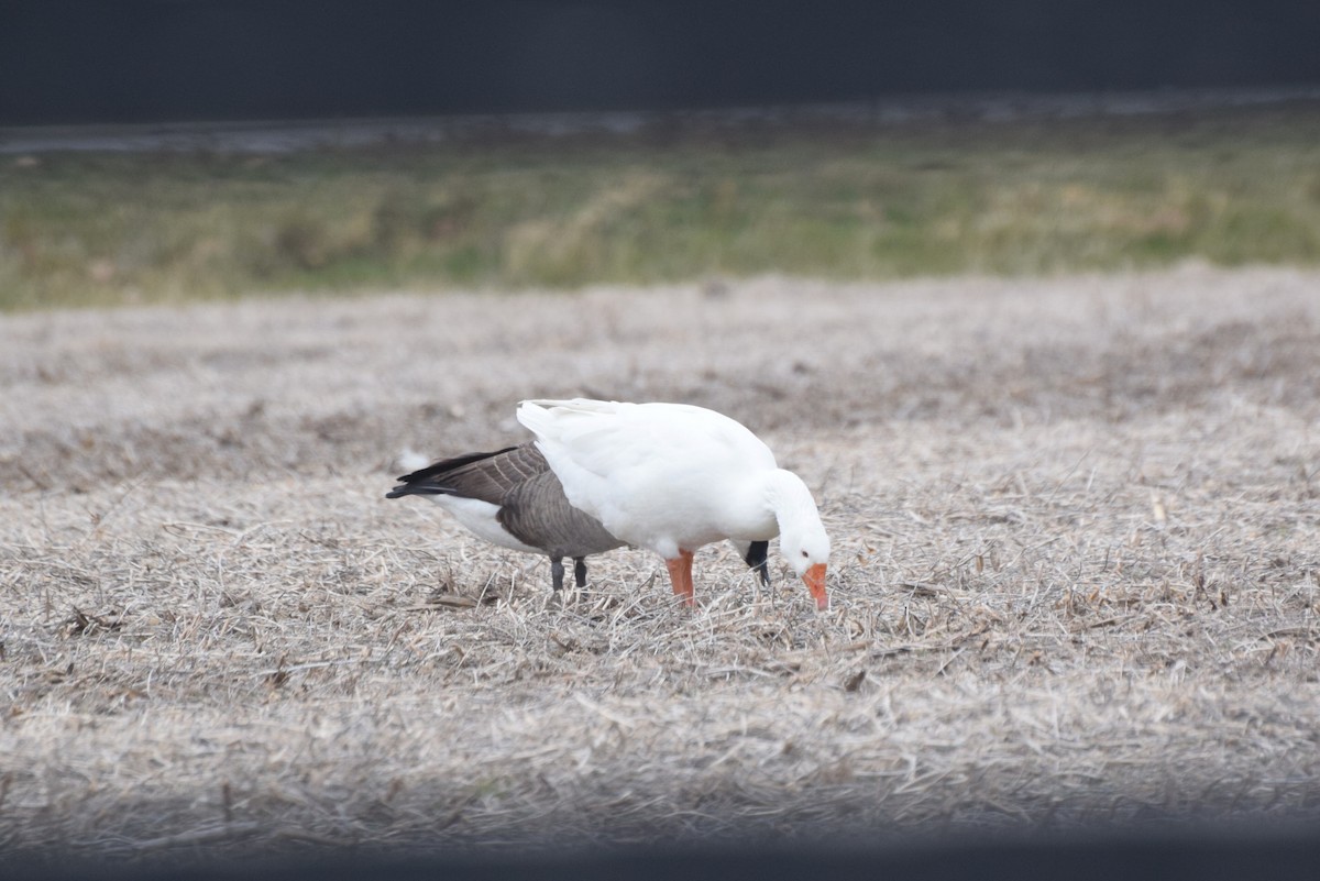 Graylag Goose (Domestic type) - ML644890485