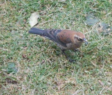 Rusty Blackbird - ML644890501