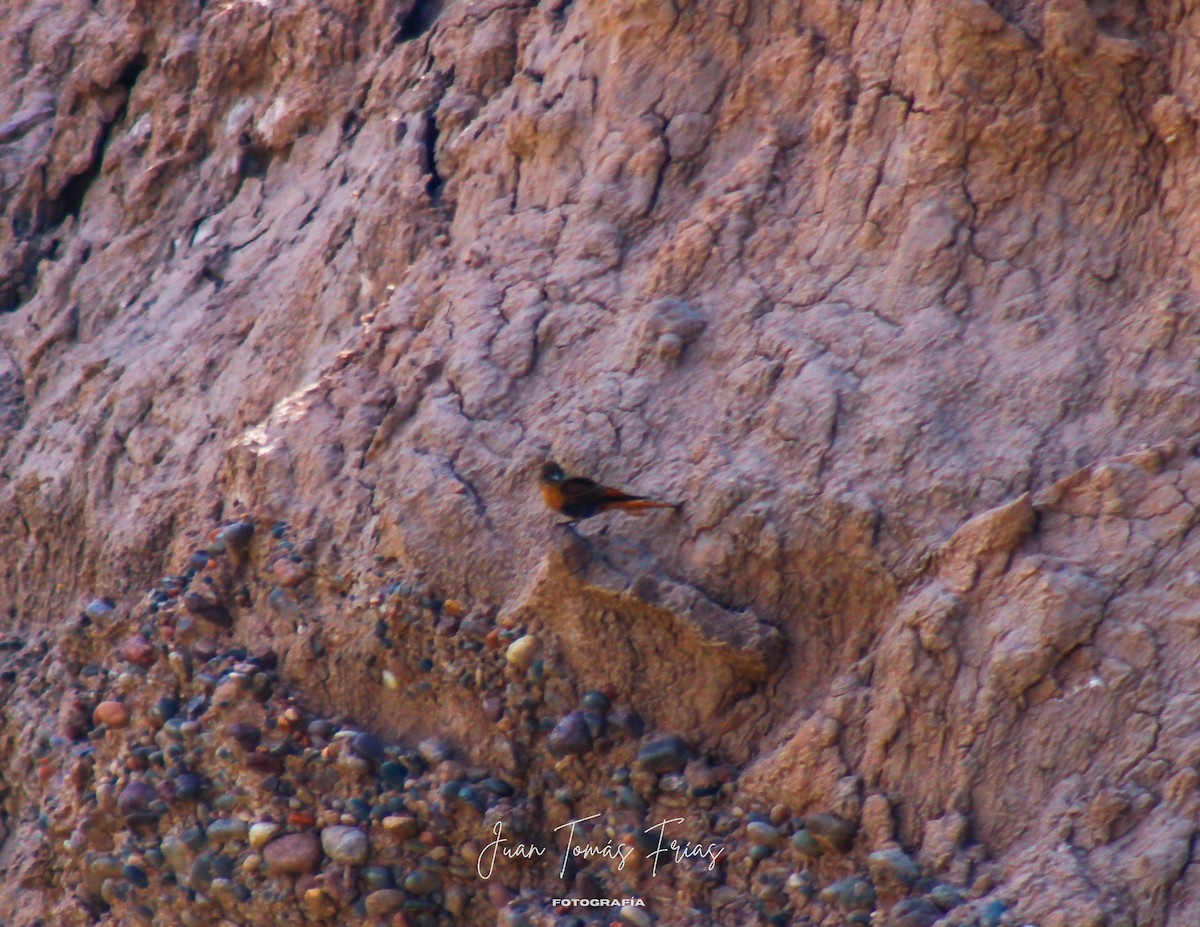 Cliff Flycatcher - ML644890504