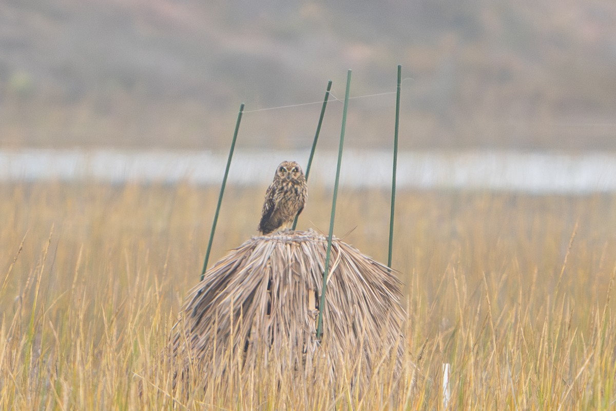 Short-eared Owl - ML644890508