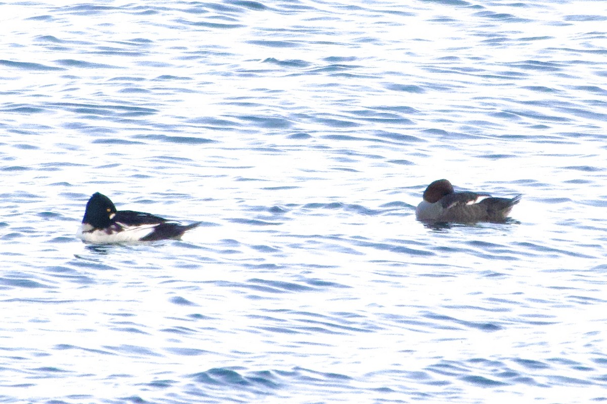 鵲鴨 - ML644890516