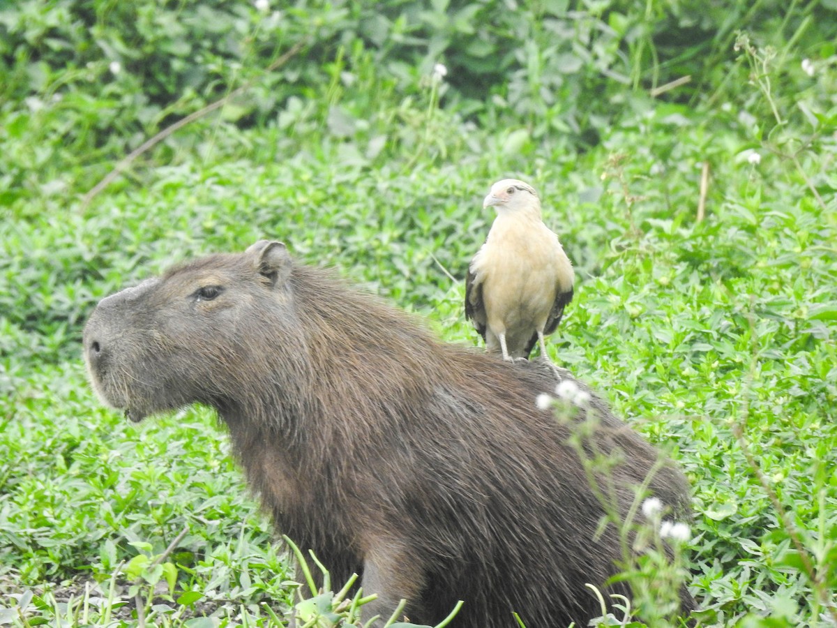 Yellow-headed Caracara - ML644890518