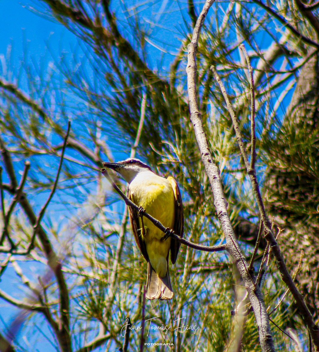 Great Kiskadee - ML644890519