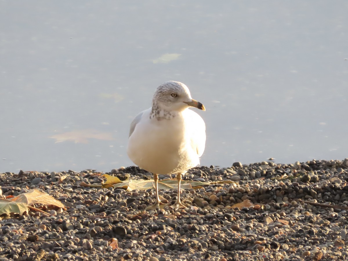 Ring-billed Gull - ML644890520