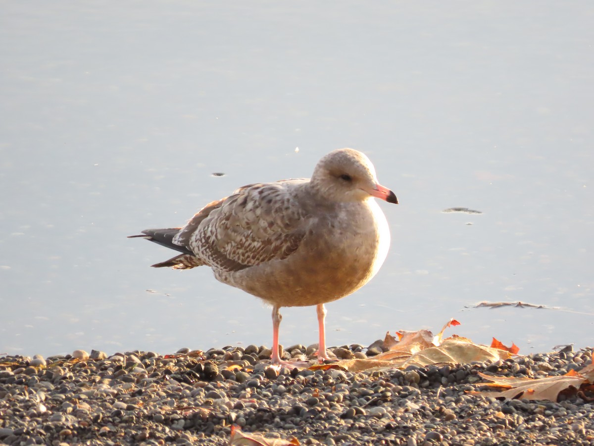 Ring-billed Gull - ML644890521