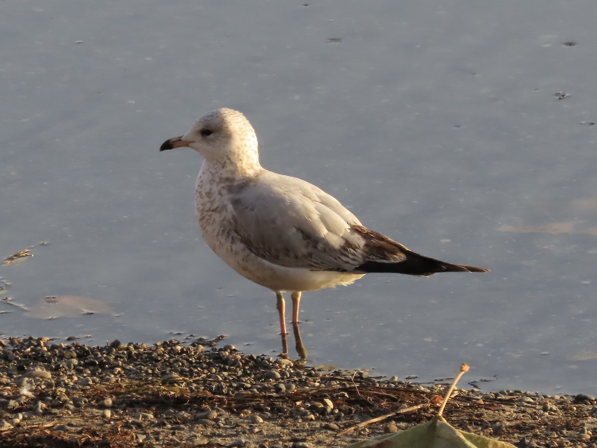 Ring-billed Gull - ML644890522
