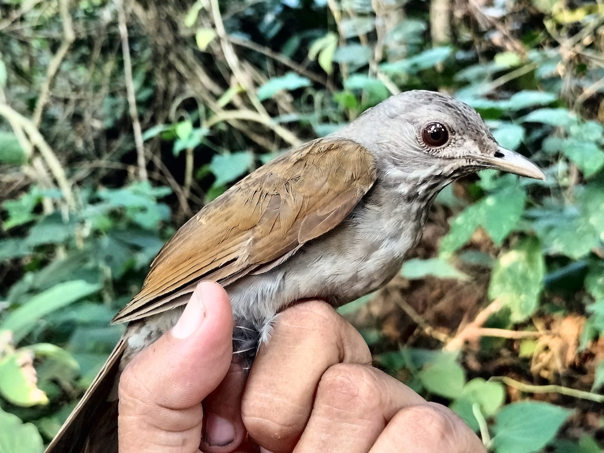 Fahlbrustdrossel - ML644890525