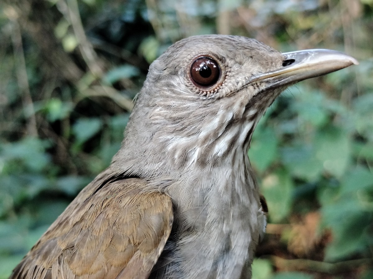 Fahlbrustdrossel - ML644890526