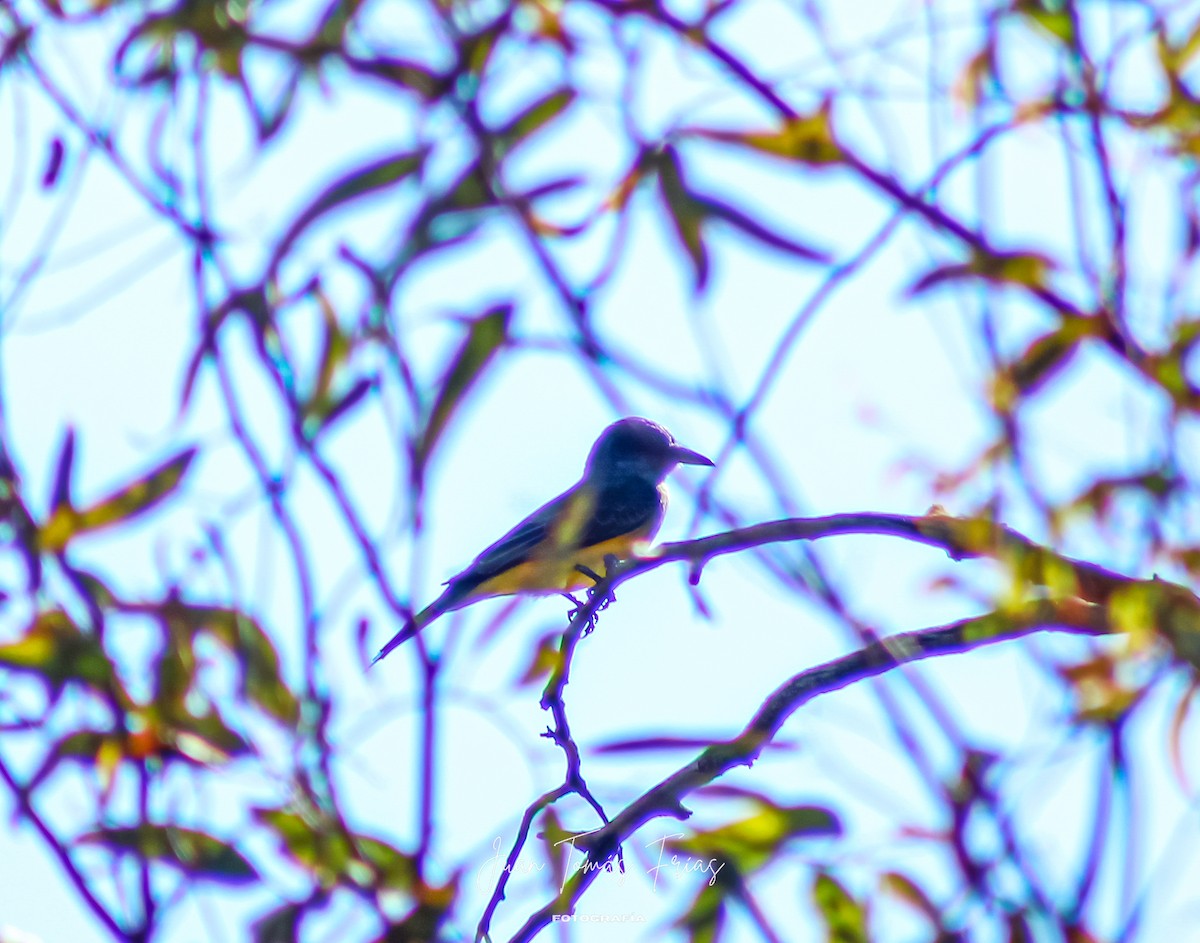 Tropical Kingbird - ML644890530