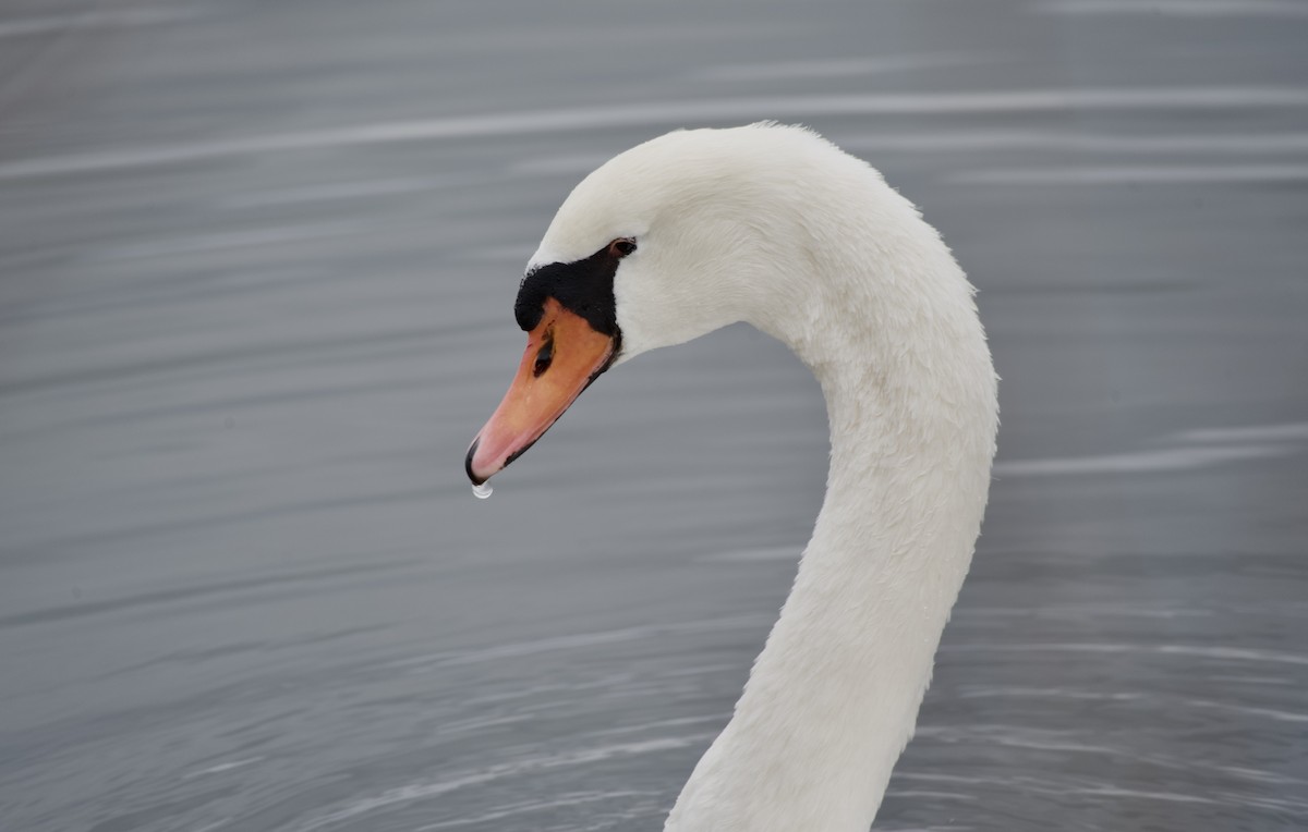 Mute Swan - ML644890533