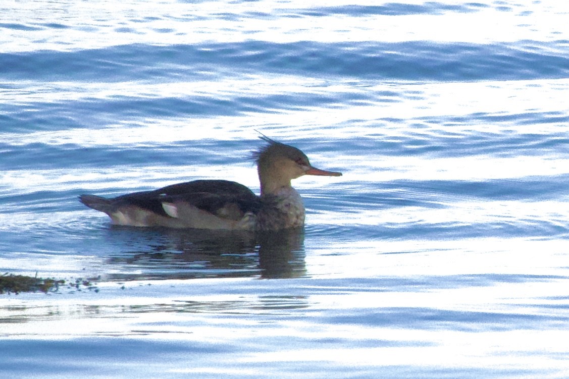 紅胸秋沙 - ML644890535