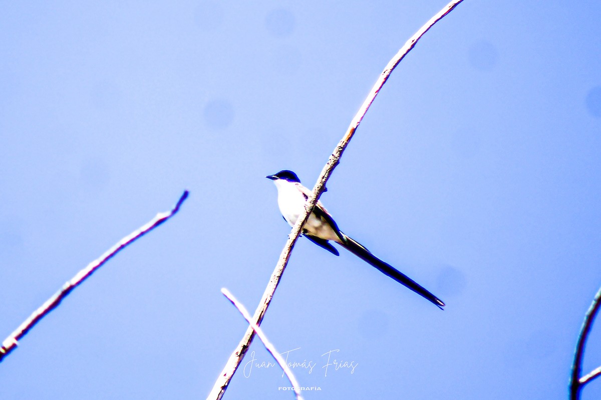 Fork-tailed Flycatcher - ML644890540