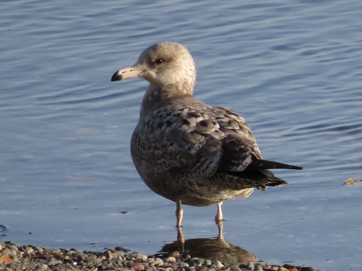 American Herring Gull - ML644890541