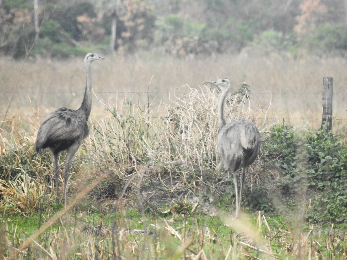 Greater Rhea - ML644890556