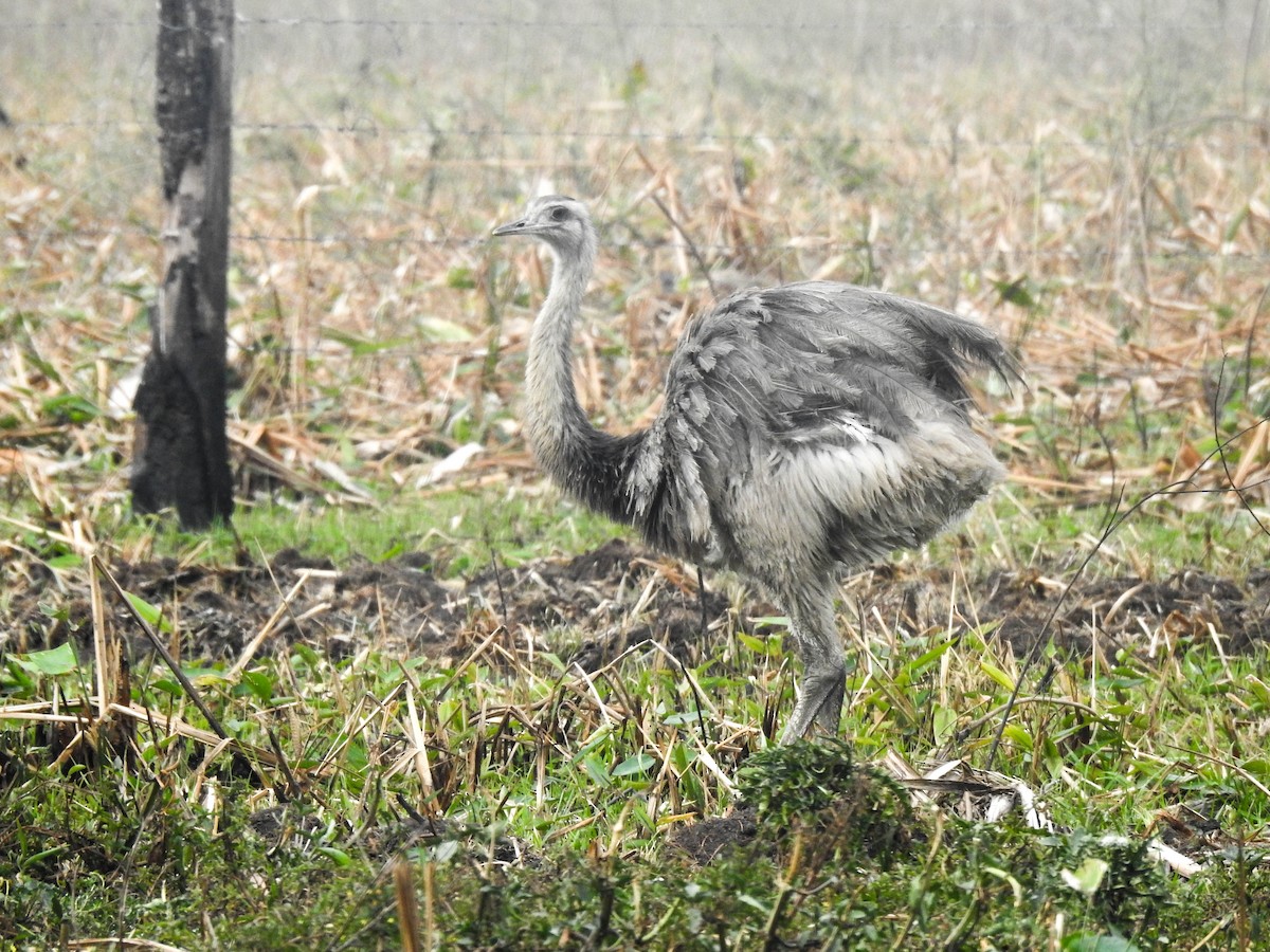 Greater Rhea - ML644890557