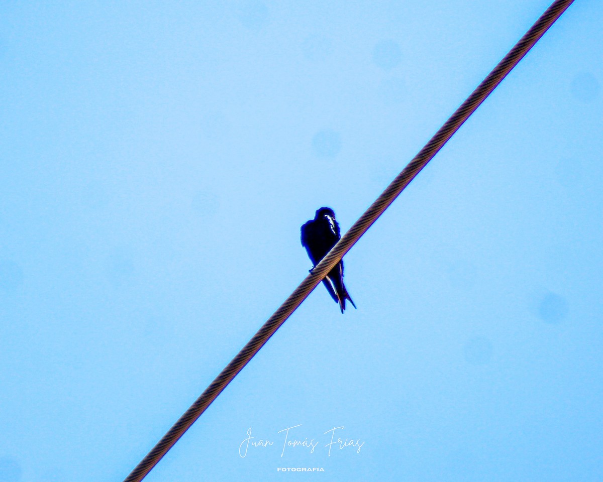 Southern Martin - ML644890562