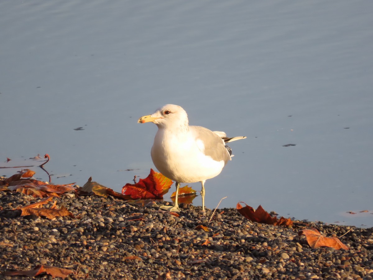California Gull - ML644890574