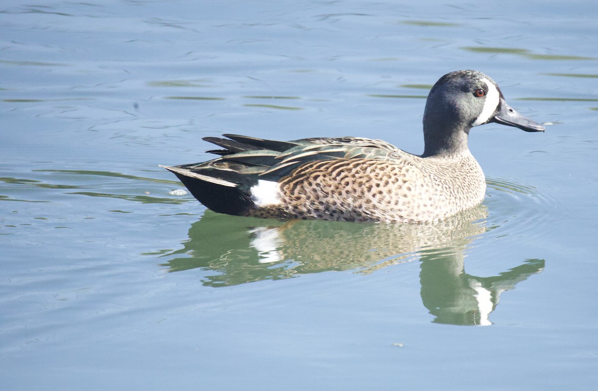 Zertzeta hegalurdina - ML644890578