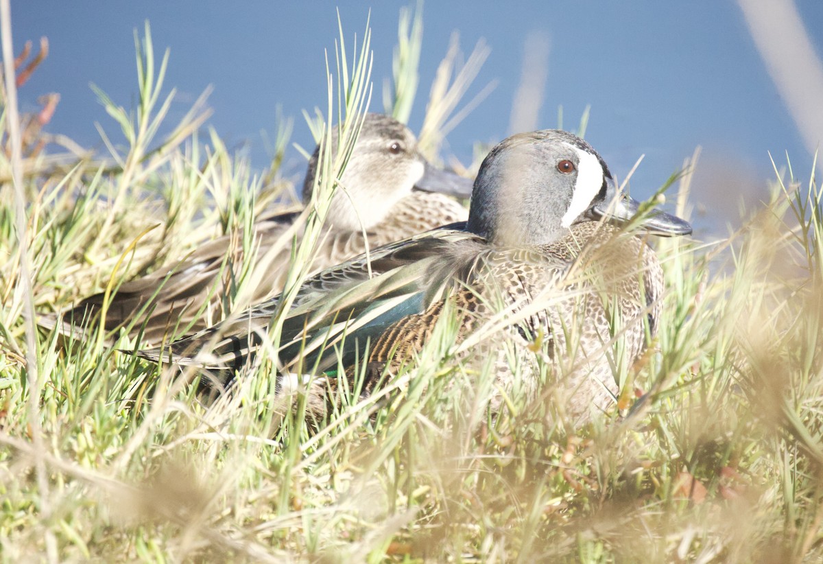 Zertzeta hegalurdina - ML644890579