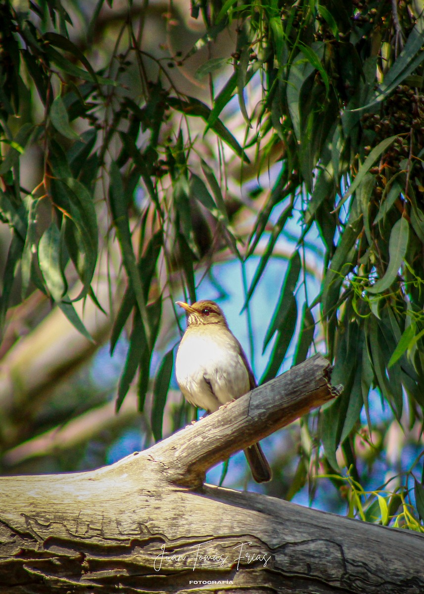 Creamy-bellied Thrush - ML644890601