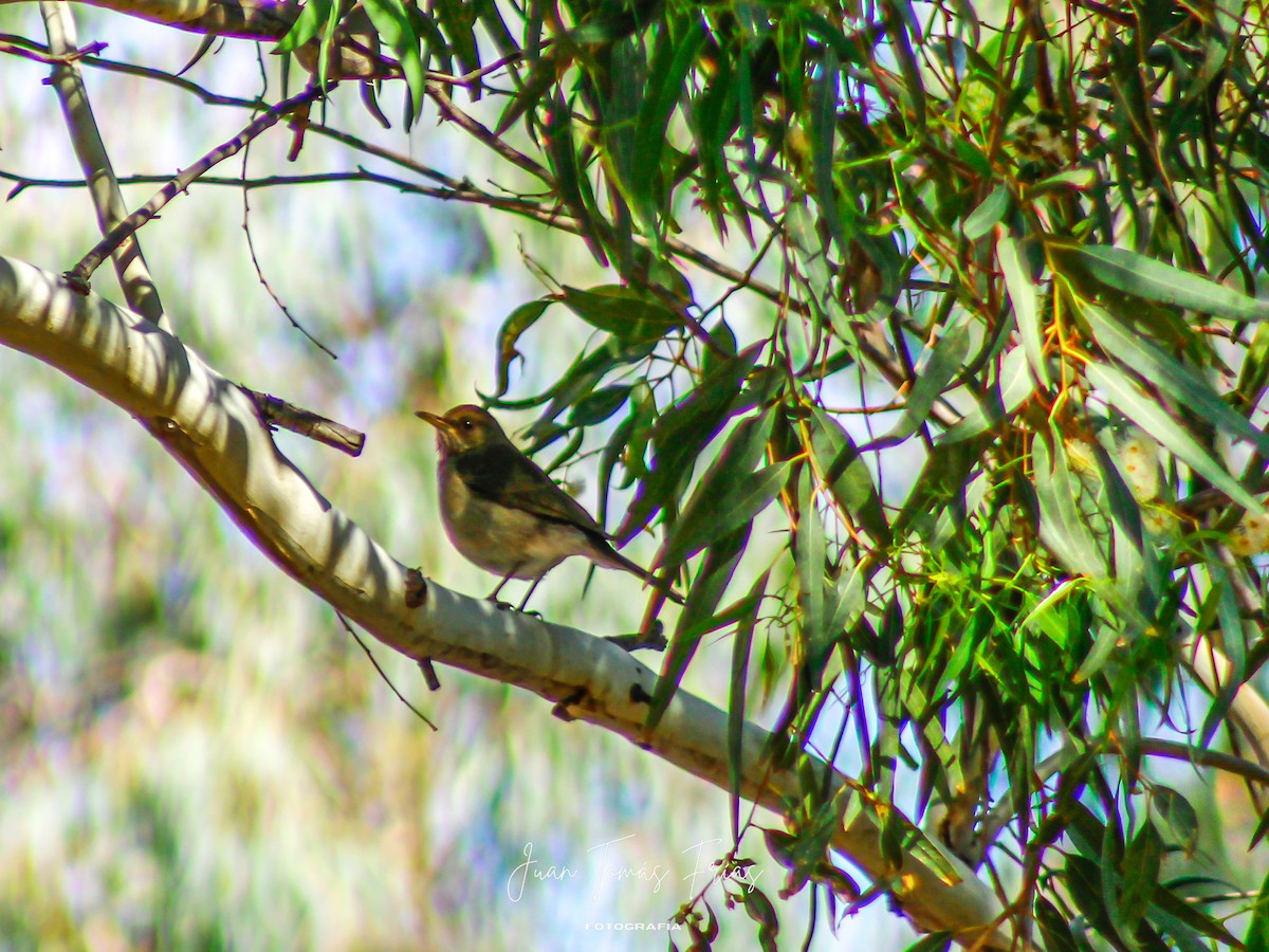 Creamy-bellied Thrush - ML644890602