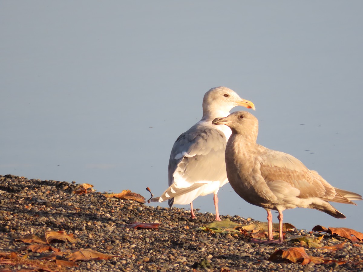 Western x Glaucous-winged Gull (hybrid) - ML644890618